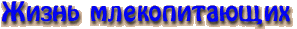 Жизнь млекопитающих